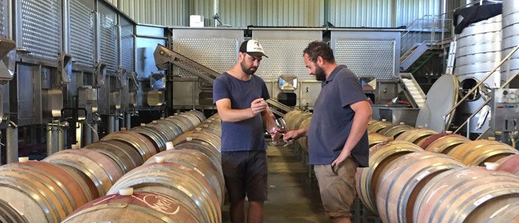 Checking 2017 Pinot Noir Barrels